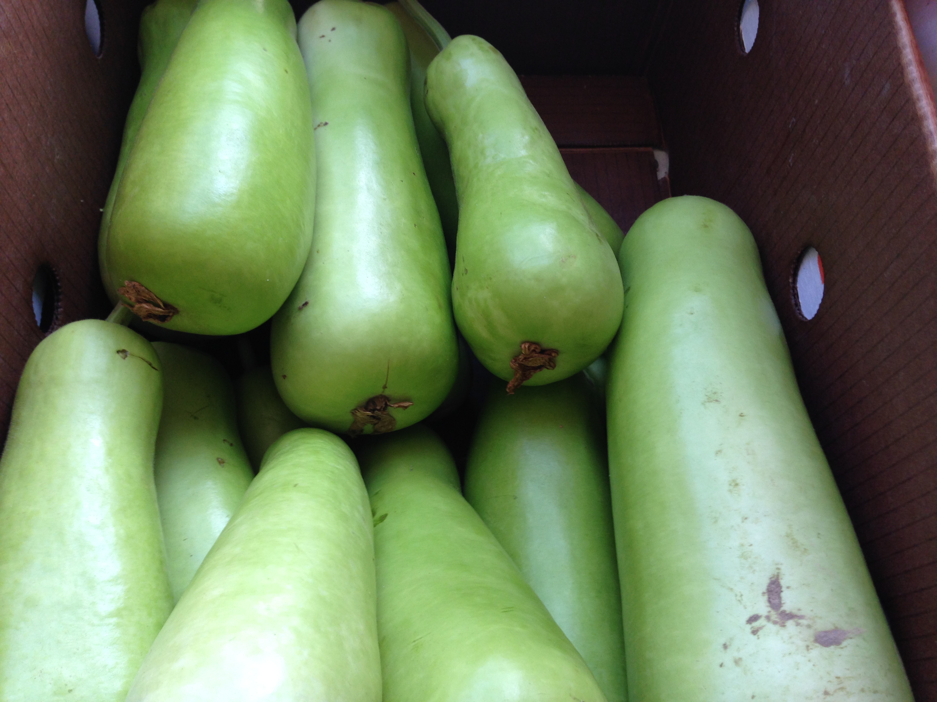 Bottle Gourd