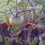My First Little Tomato!